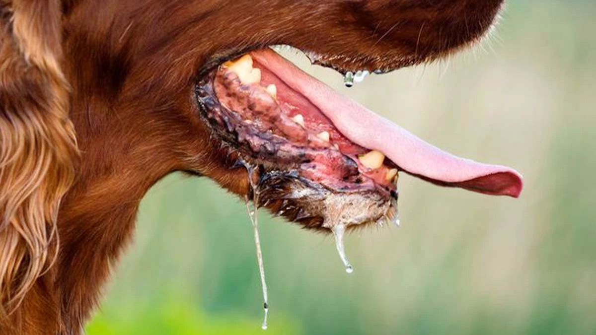 Kasus Gigitan Anjing Rabies Mengganas Disnakeswan NTB Siapkan Vaksin