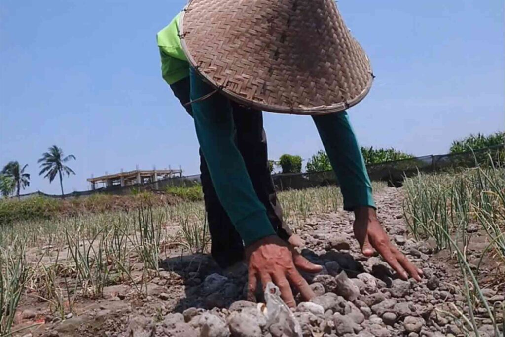 Petani Lombok Timur Keluhkan Harga Pupuk Subsidi Yang Mahal Dan Langka