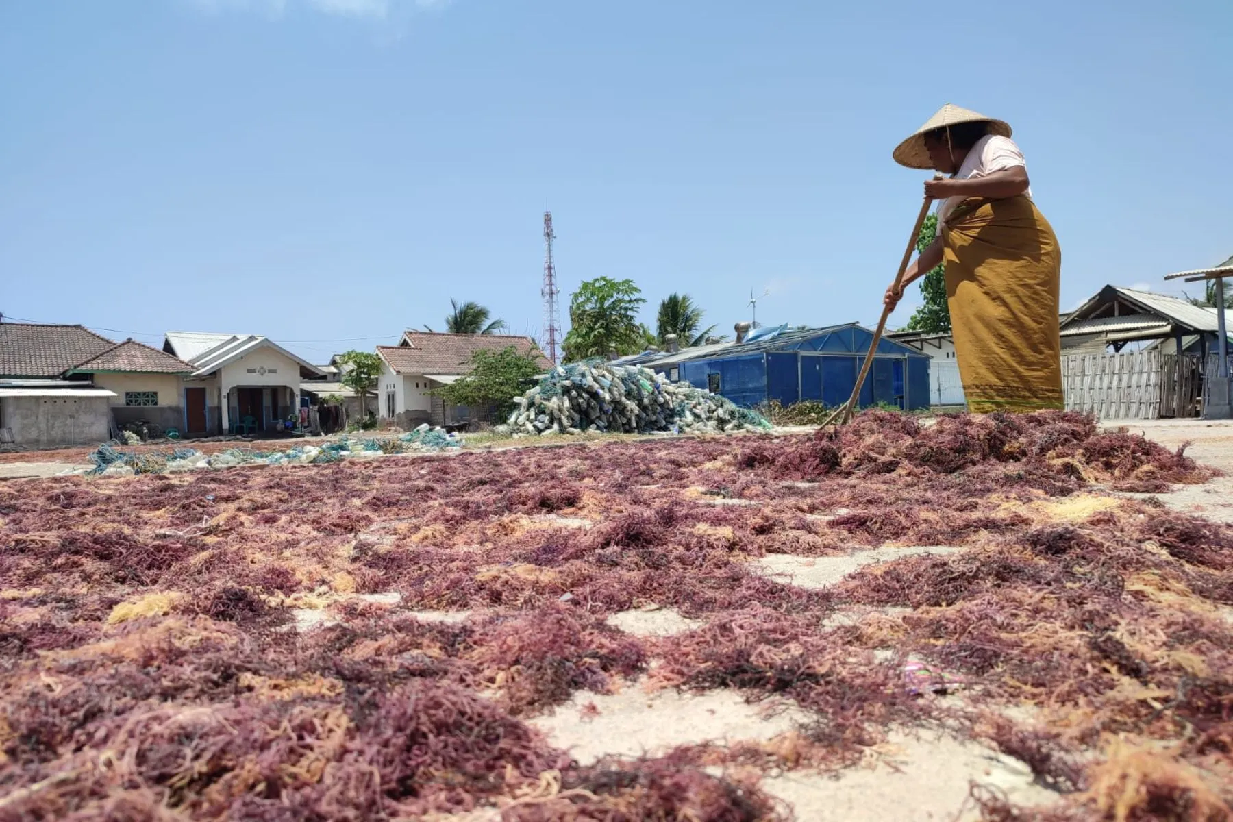 Hilirisasi Rumput Laut Di Pulau Lombok Terganjal Sistem Ijon Ntbsatu