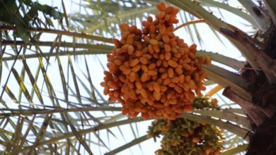 Buah Kurma di Lombok Utara
