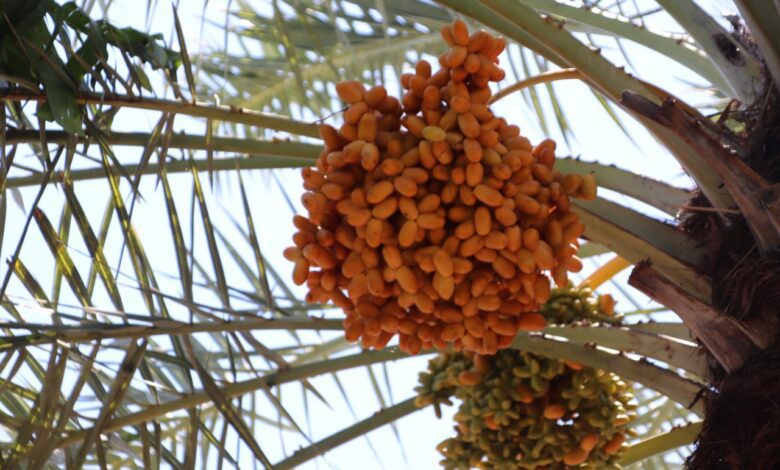 Buah Kurma di Lombok Utara