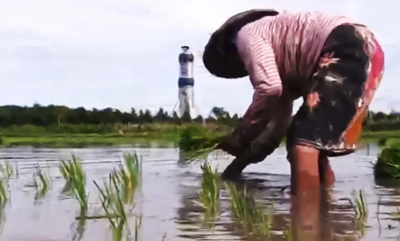 Lahan pertanian di wilayah Jempong Kota Mataram Penopang Ekonomi NTB