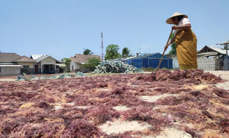 riset rumput laut