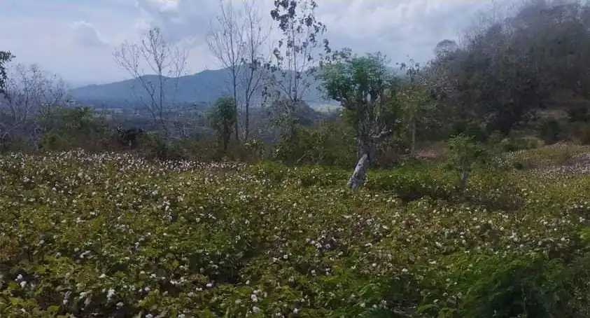 Pertanian Kapas
