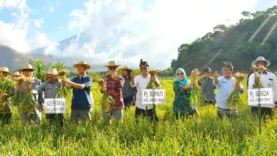 harga jual bawang putih