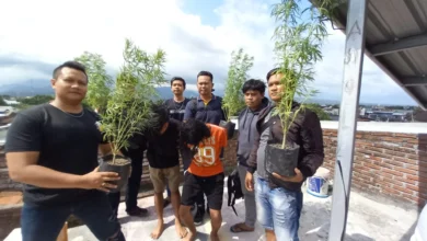 petani ganja di mataram