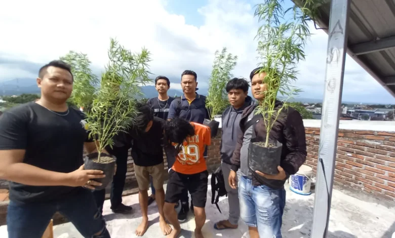 petani ganja di mataram