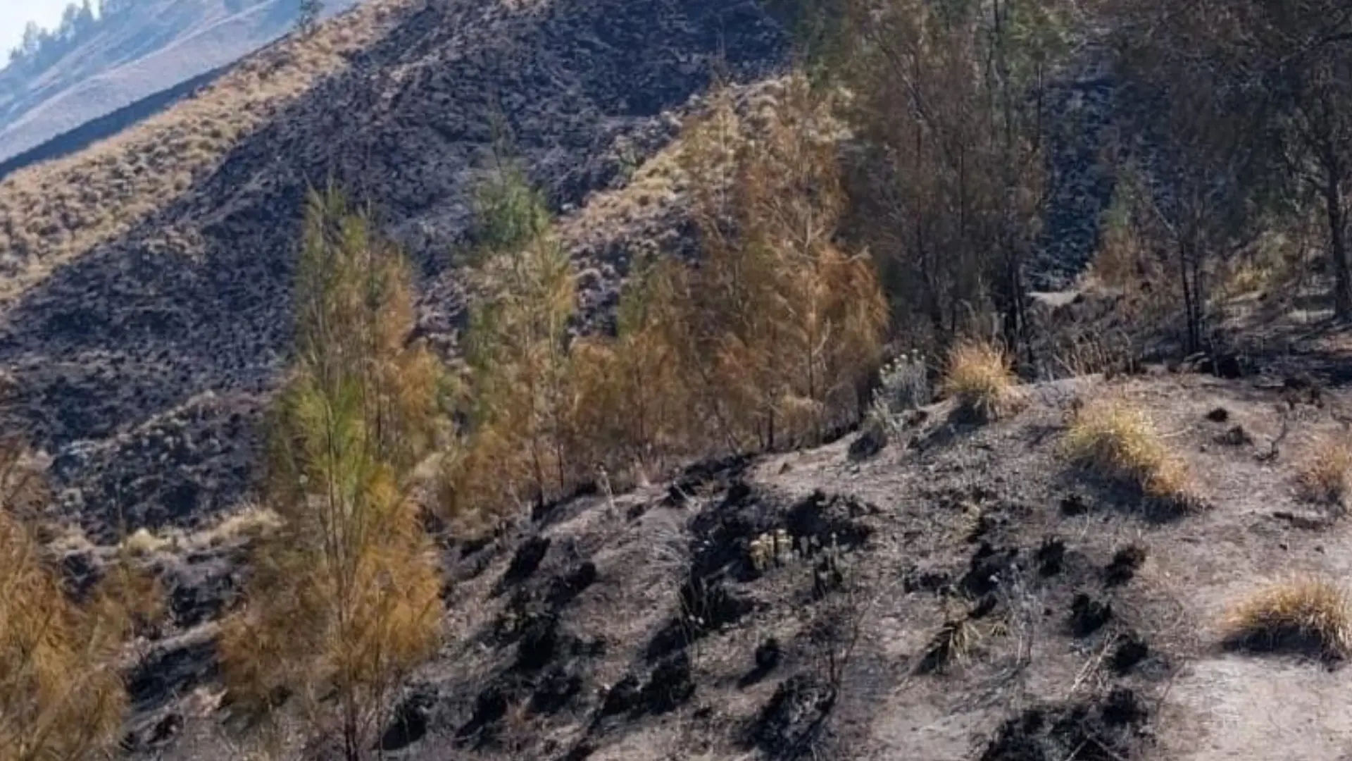 Kebakaran lahan di jalur pendakian Senaru Rinjani