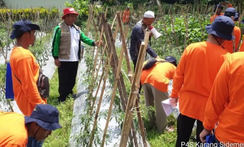 Pelatihan Petani Cabai