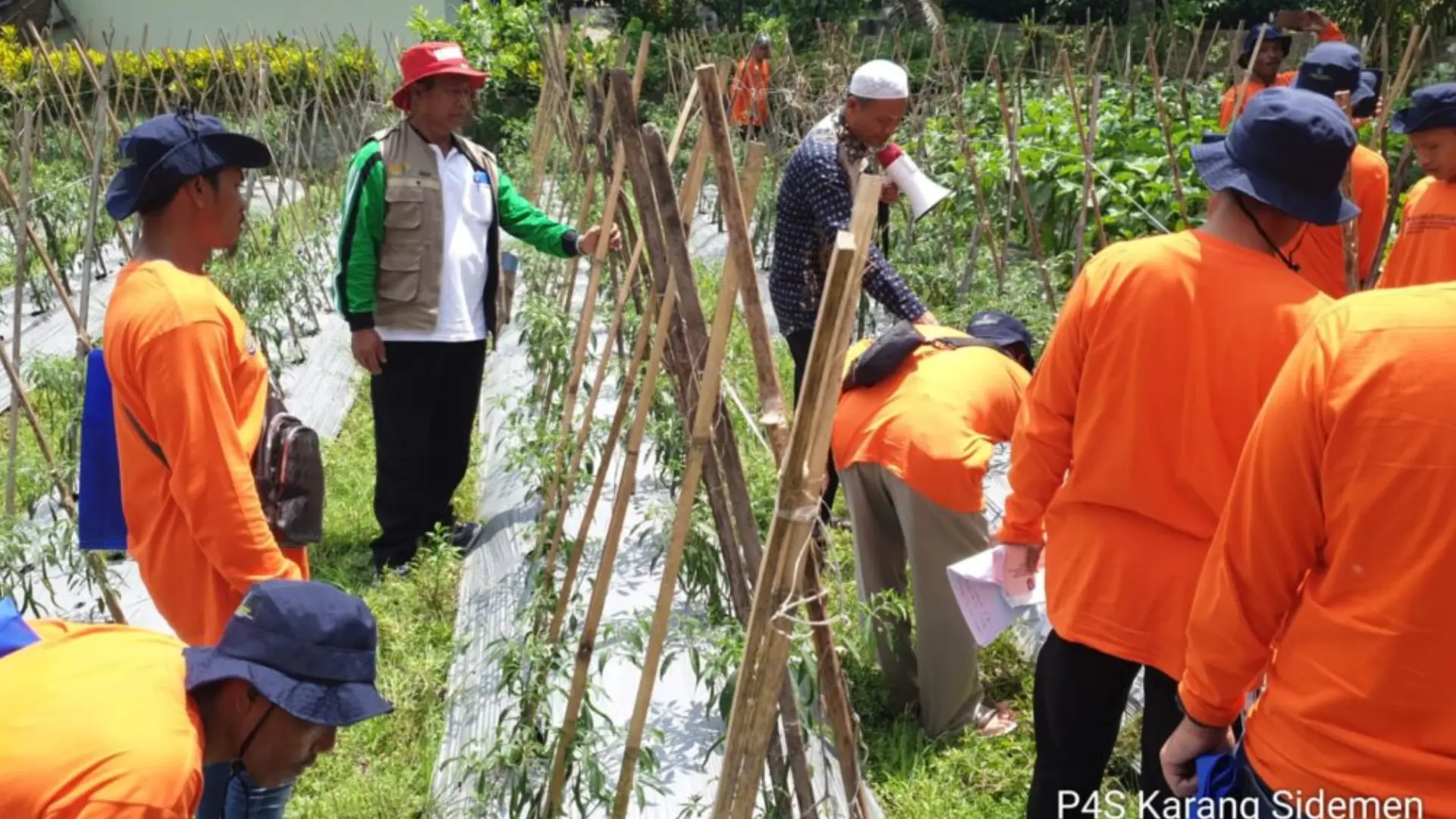 Pelatihan Petani Cabai