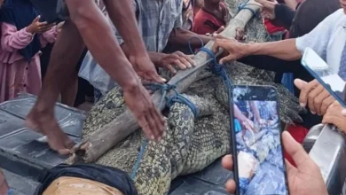 Penangkapan Buaya di Jerowaru, Lombok Timur