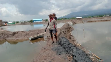 Tambak Udang Diterjang Banjir Rob