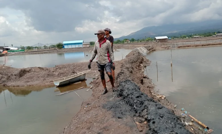 Tambak Udang Diterjang Banjir Rob