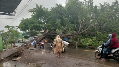 Angin Kencang Sebabkan Pohon Tumbang di Bima