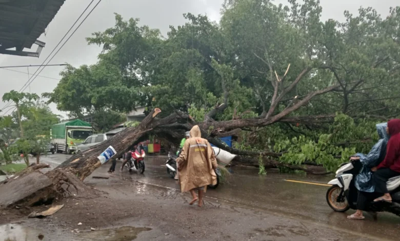 Angin Kencang Sebabkan Pohon Tumbang di Bima