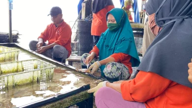 Kegiatan Pembersihan Kerang Mutiara Karyawan PT Autore