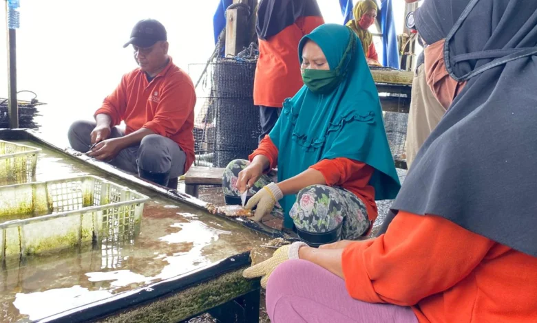 Kegiatan Pembersihan Kerang Mutiara Karyawan PT Autore