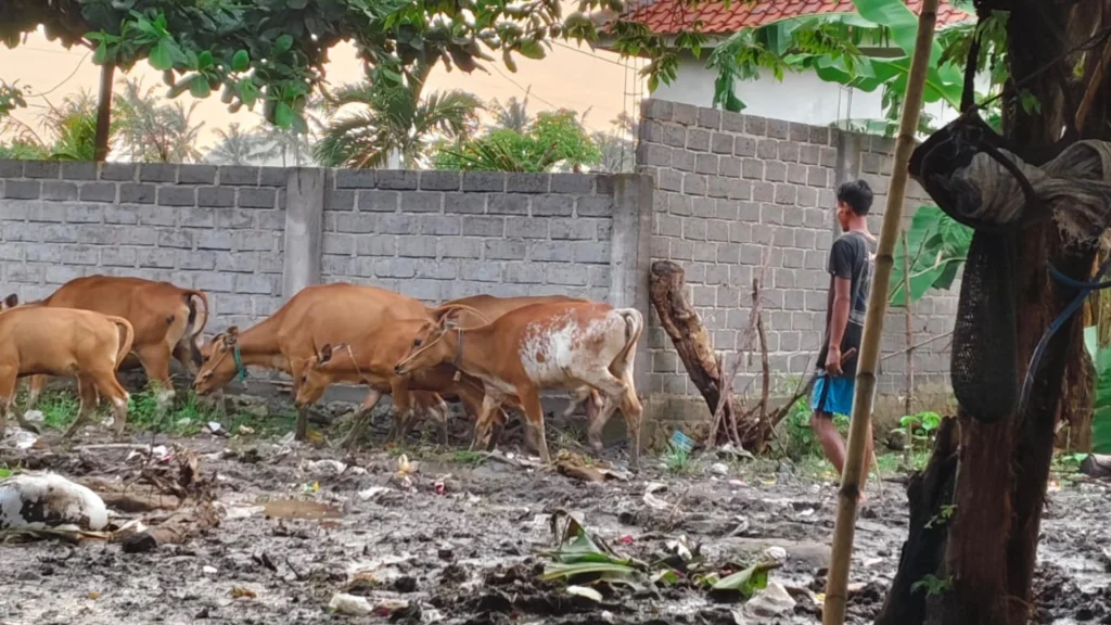 Warga Dusun Meang Menggembala Sapi