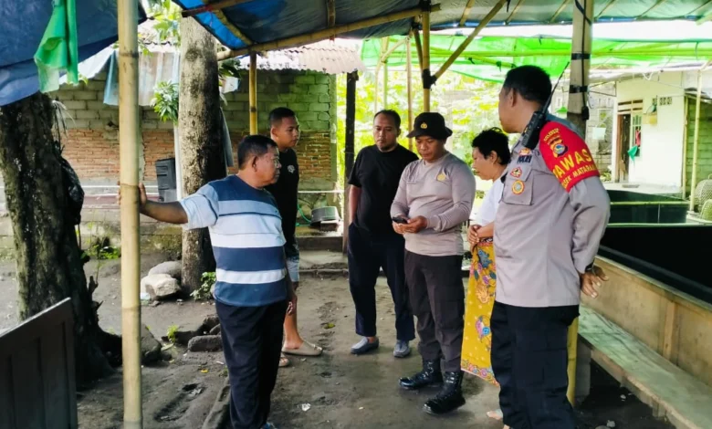 sabung ayam