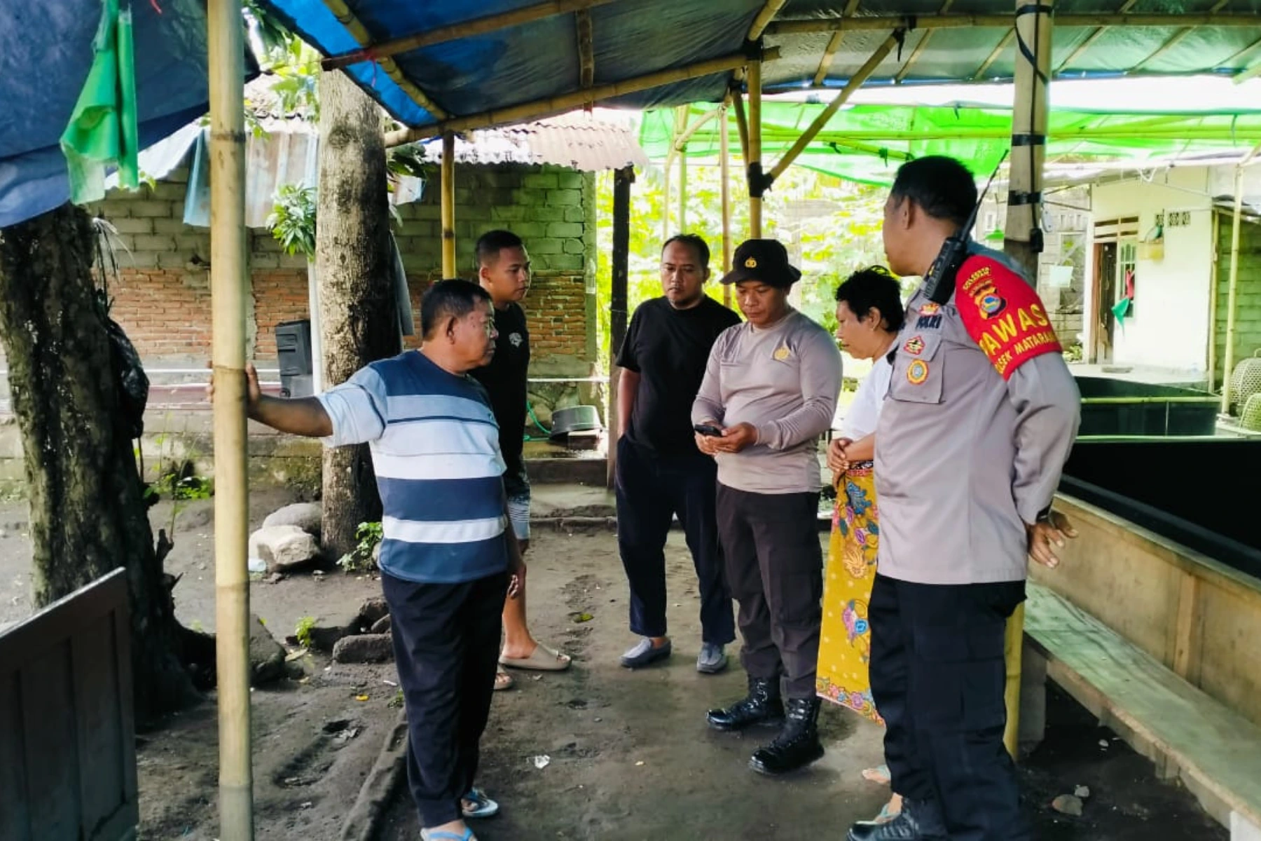 sabung ayam
