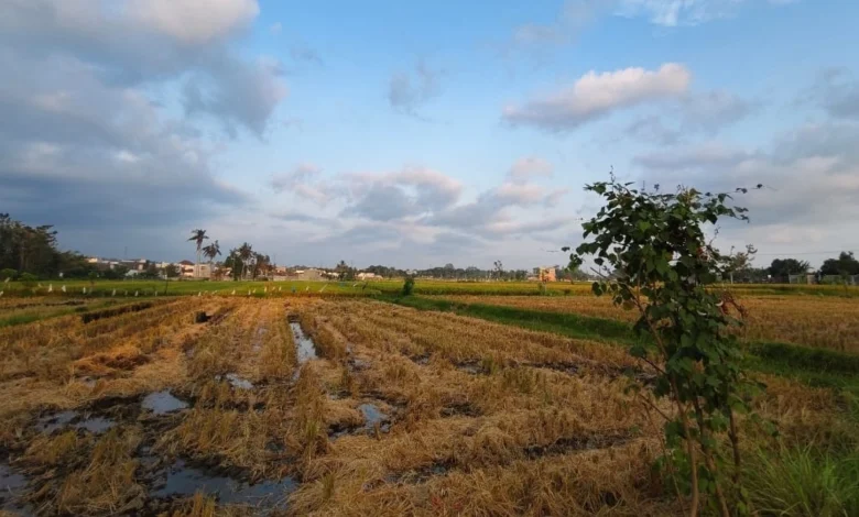 NTB Masuk 10 Provinsi Rawan Pangan Berat di Indonesia Lahan Sawah di Kota Mataram