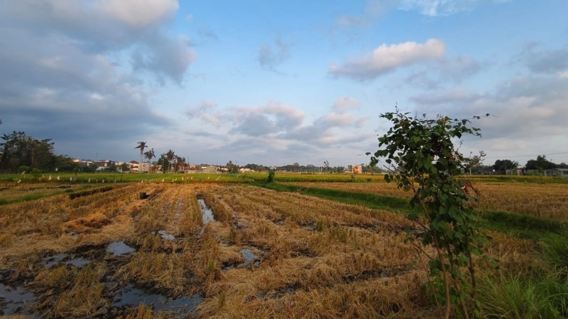 NTB Masuk 10 Provinsi Rawan Pangan Berat di Indonesia Lahan Sawah di Kota Mataram