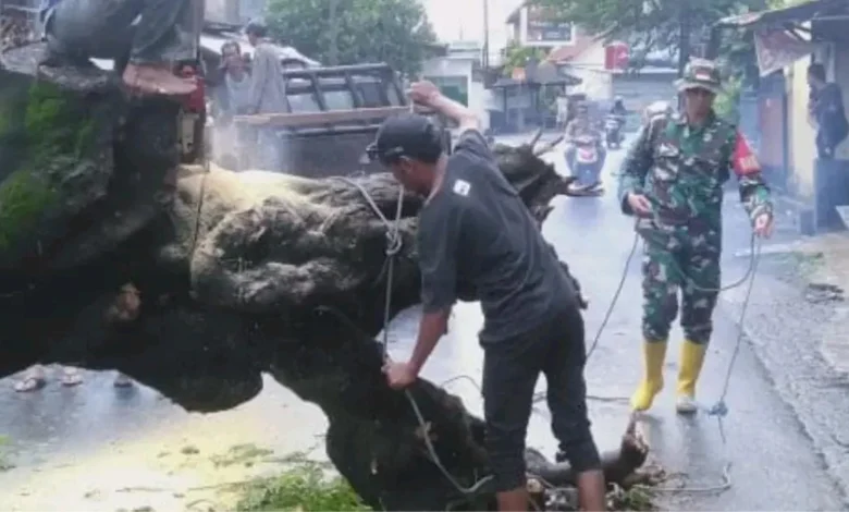 Empat Pohon Tumbang Akibat Cuaca Ekstrem