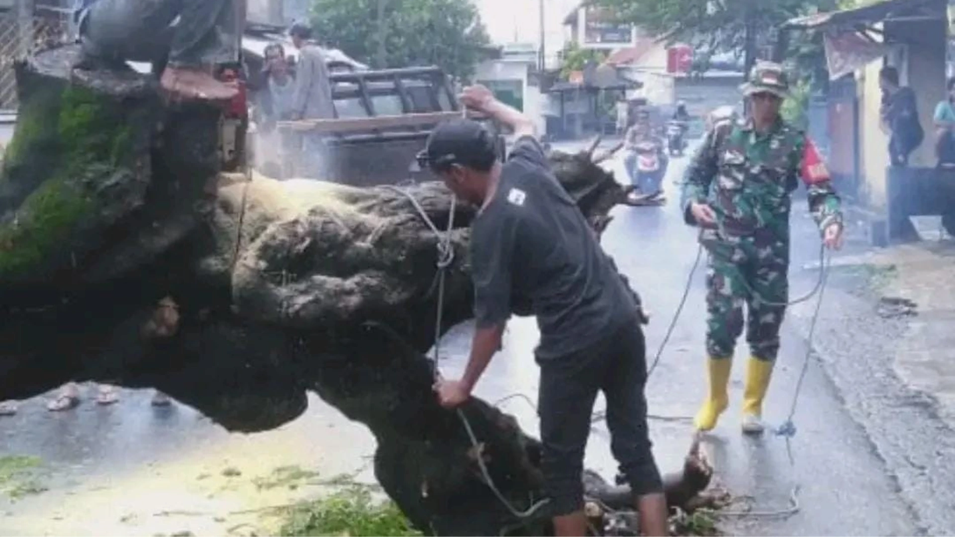 Empat Pohon Tumbang Akibat Cuaca Ekstrem