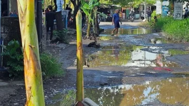 Aksi Tanam Pohon Pisang oleh Warga di Jalanan Rusak Terong Tawah
