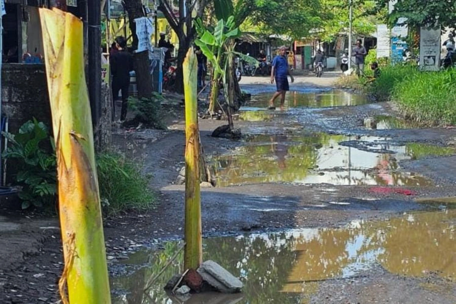 Aksi Tanam Pohon Pisang oleh Warga di Jalanan Rusak Terong Tawah