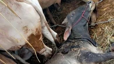Sapi Kurban Mati di Pelabuhan Gili Mas saat Pengiriman Ternak ke Pulau Jawab Kematian Ternak di Pelabuhan