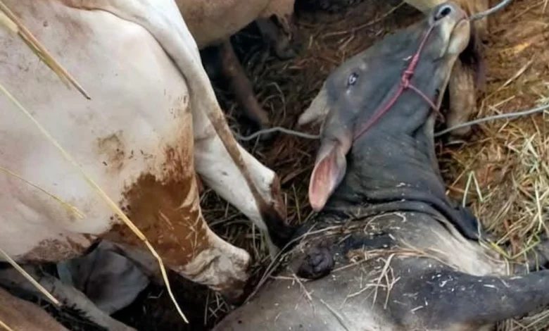 Sapi Kurban Mati di Pelabuhan Gili Mas saat Pengiriman Ternak ke Pulau Jawab Kematian Ternak di Pelabuhan