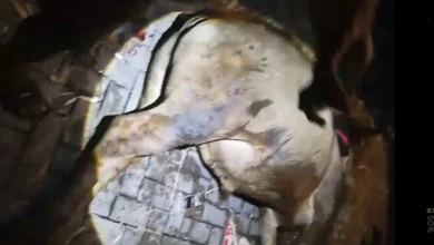 Sapi Mati Akibat Kelelahan Antre di Pelabuhan Gili Mas