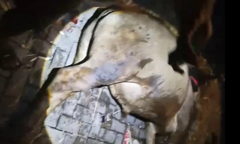 Sapi Mati Akibat Kelelahan Antre di Pelabuhan Gili Mas