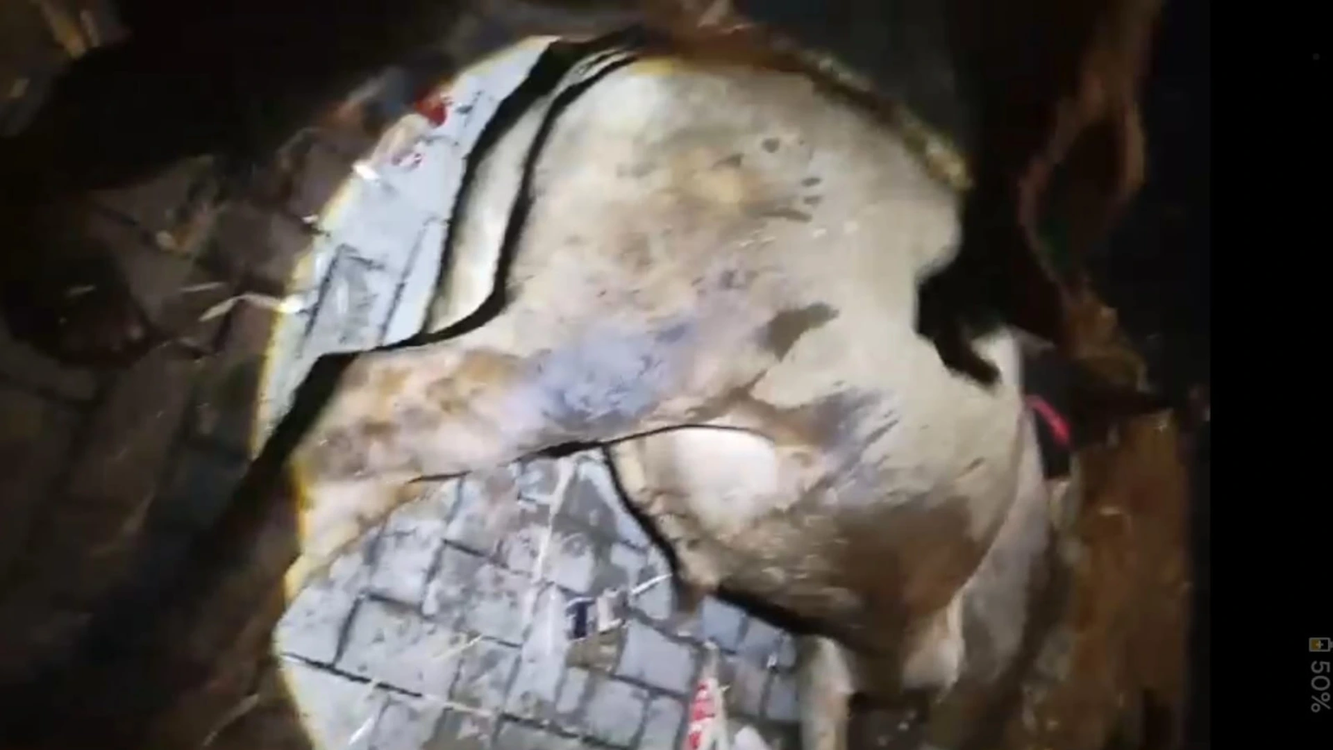 Sapi Mati Akibat Kelelahan Antre di Pelabuhan Gili Mas