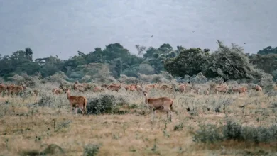 Taman Nasional Baluran Destinasi Wisata Rekomendasi Libur Lebaran 2025