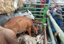 Pengiriman sapi ke Pulau Jawa Lewat Pelabuhan Gili Mas Lombok Barat Dugaan Pungli