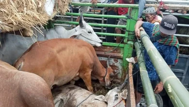 Pengiriman sapi ke Pulau Jawa Lewat Pelabuhan Gili Mas Lombok Barat Dugaan Pungli