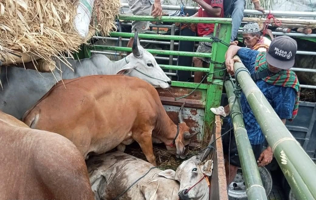 Pengiriman sapi ke Pulau Jawa Lewat Pelabuhan Gili Mas Lombok Barat Dugaan Pungli