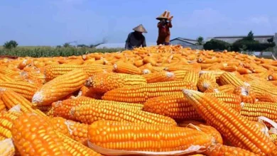 Petani Panen Jagung di Lombok Barat Daya Serap Perum Bulog NTB