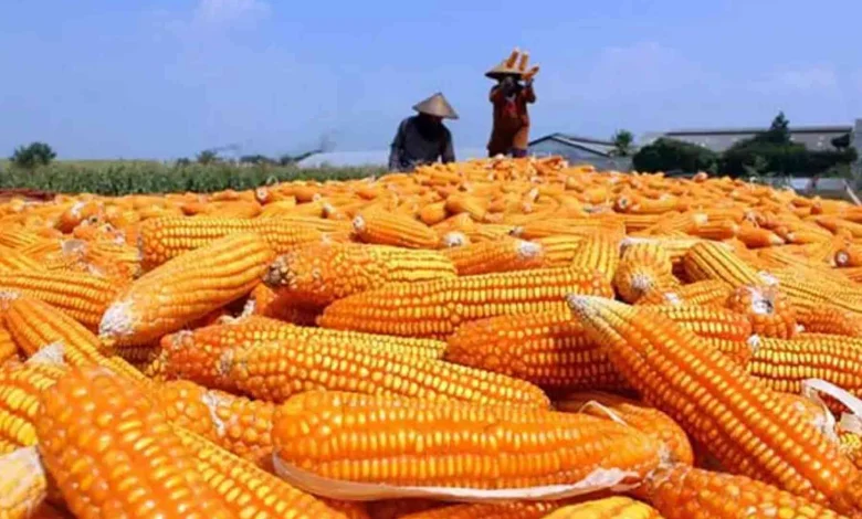 Petani Panen Jagung di Lombok Barat Daya Serap Perum Bulog NTB