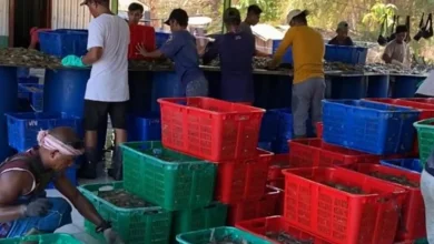 Pelaku Usaha Tambak Udang di NTB Kena Imbas Tarif AS 32 Persen