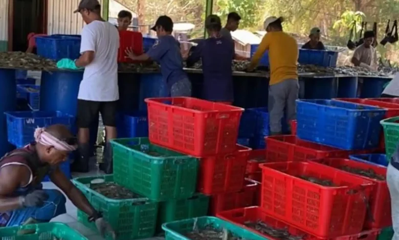 Pelaku Usaha Tambak Udang di NTB Kena Imbas Tarif AS 32 Persen