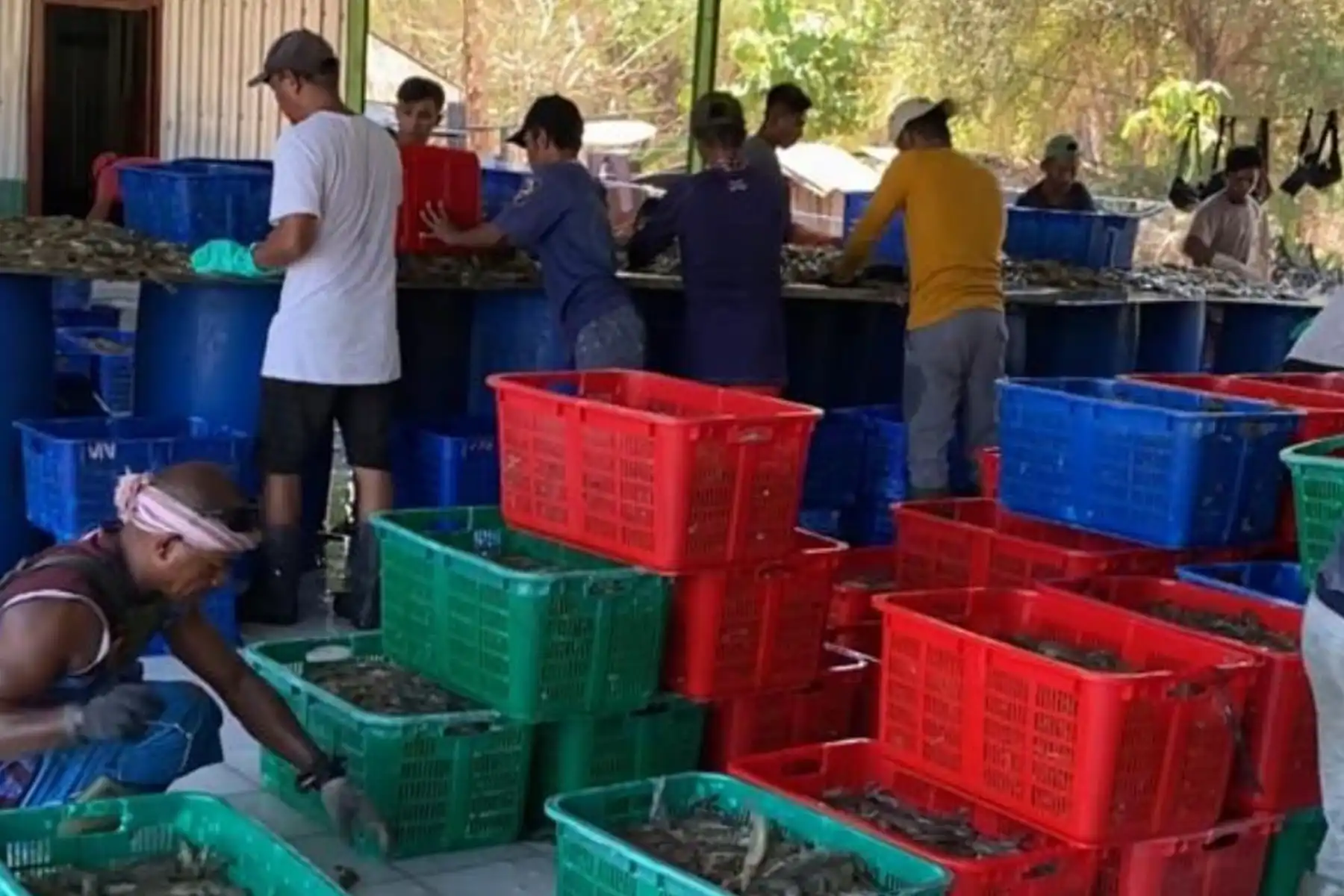 Pelaku Usaha Tambak Udang di NTB Kena Imbas Tarif AS 32 Persen