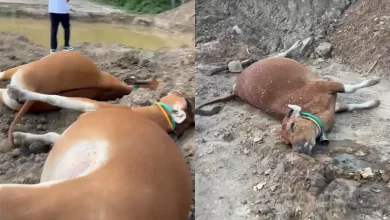 Sapi Ternak di Kecamatan Taliwang Sumbawa Barat Mati Diduga Akibat Sianida