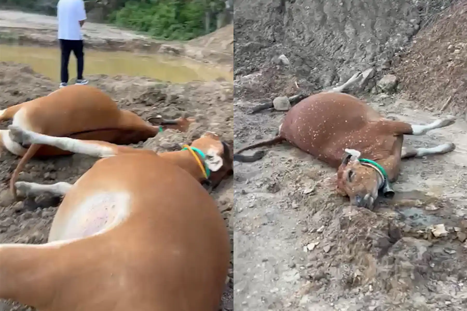 Sapi Ternak di Kecamatan Taliwang Sumbawa Barat Mati Diduga Akibat Sianida