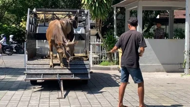 Hewan Kurban Sapi Pemkot Mataram