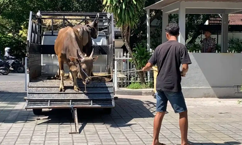 Hewan Kurban Sapi Pemkot Mataram