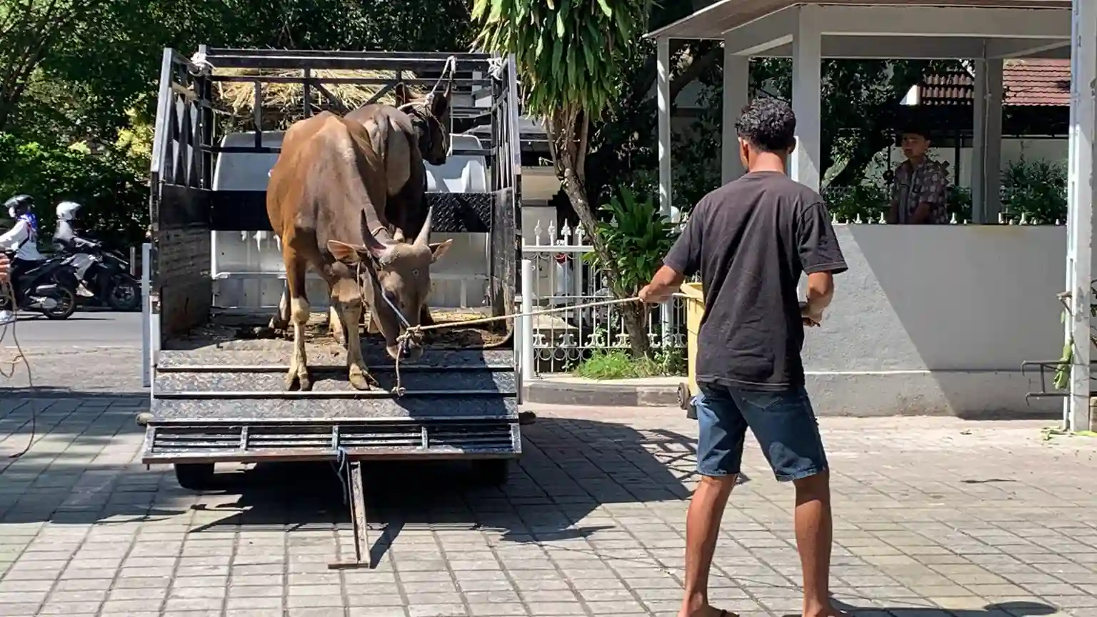 Hewan Kurban Sapi Pemkot Mataram