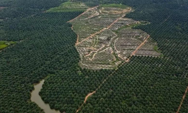 Hutan Kalimantan Terkikis Indonesia Juara Kedua Deforestasi Dunia